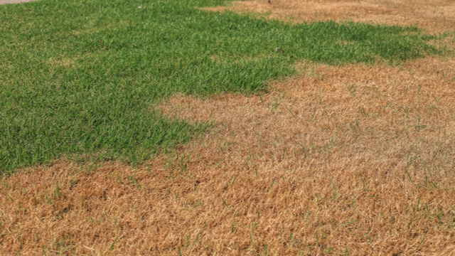 UnHealthy Lawn 640x360