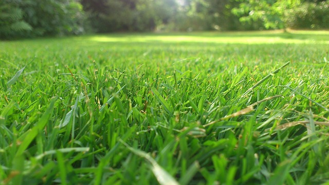 lawn-191941_640